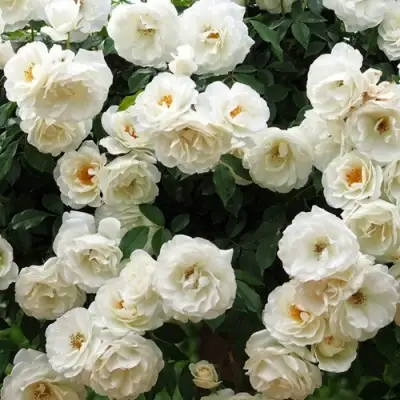 Роза АЙСБЕРГ флорибунда в Калинковичах