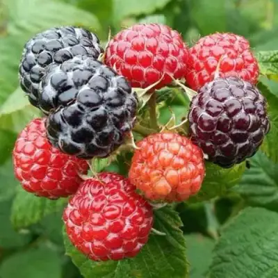 Малина БРИСТОЛЬ в Калинковичах