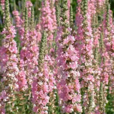 Дербенник БЛАШ иволистный в Калинковичах