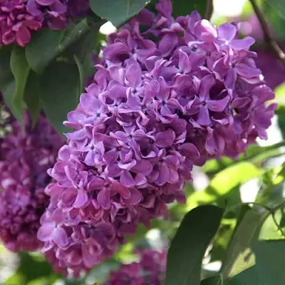 Сирень КАПИТАН ГАСТЕЛЛО в Калинковичах