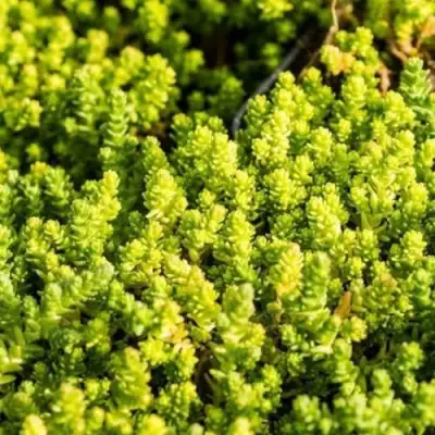 Очиток (седум) ЙЕЛЛОУ КВИН едкий в Калинковичах