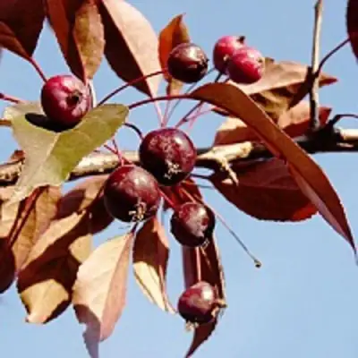 Яблоня РОЯЛТИ декоративная в Калинковичах