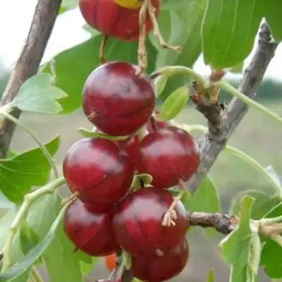 Смородина золотистая КЛЮКВЕННАЯ в Калинковичах