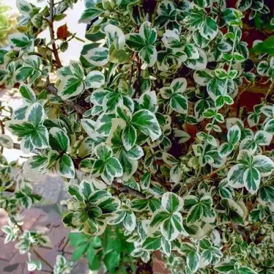 Бересклет ВАРИЕГАТУС форчуна в Калинковичах