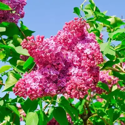 Сирень КРАСНАЯ МОСКВА в Калинковичах