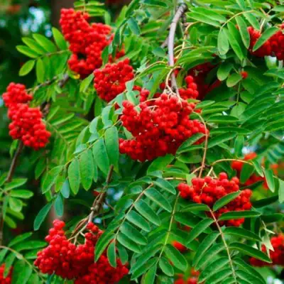 Рябина ПЛАКУЧАЯ сладкоплодная в Калинковичах