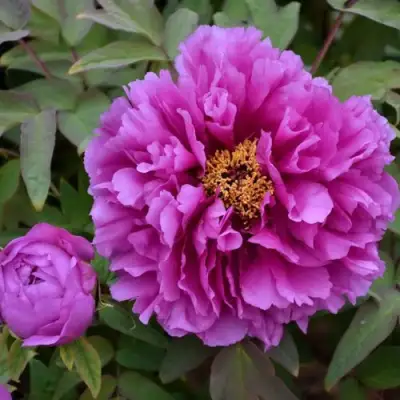 Пион ЛИЛОВАЯ ФАНТАЗИЯ древовидный в Калинковичах