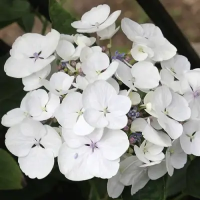 гортензия либелле