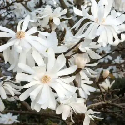 Магнолия РОЯЛ СТАР в Калинковичах