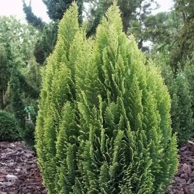 Кипарисовик ЭЛВУДИ ЭМПАЙР лавсона в Калинковичах