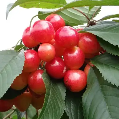 Черешня ГАСТИНЕЦ в Калинковичах