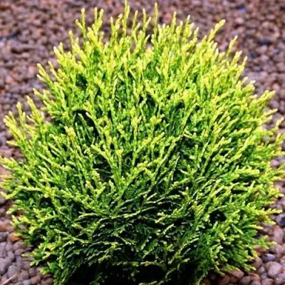 Туя ВОТЕРФИЛД западная в Калинковичах