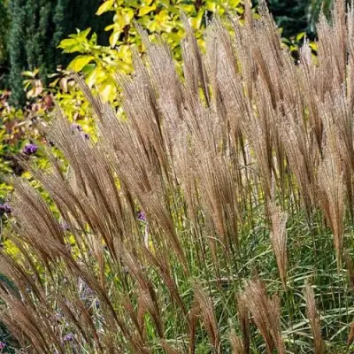 Мискантус КЛЯЙН СИЛЬБЕРСПАЙН китайский  в Калинковичах