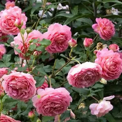 Роза ДЖУБИЛИ СЕЛЕБРЕЙШН английская в Калинковичах