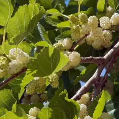 Шелковица БЕЛАЯ АЛЬБА в Калинковичах