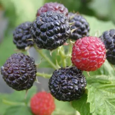 Малина КУМБЕРЛЕНД в Калинковичах