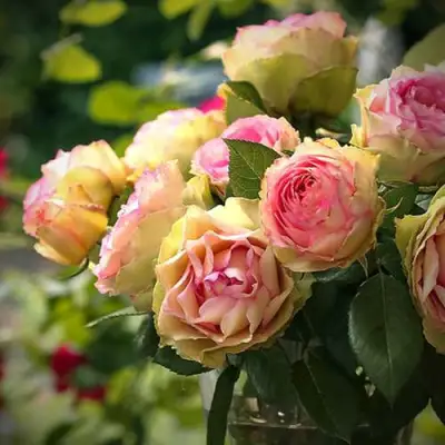 Роза ПИТАХАЙЯ чайно-гибридная в Калинковичах