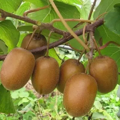 Актинидия ХЕЙВАРД киви в Калинковичах