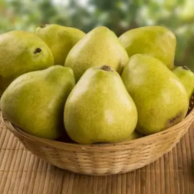 Груша ВИЛИЯ в Калинковичах