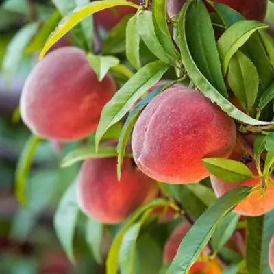 Персик РЕД ХЕВЕН в Калинковичах