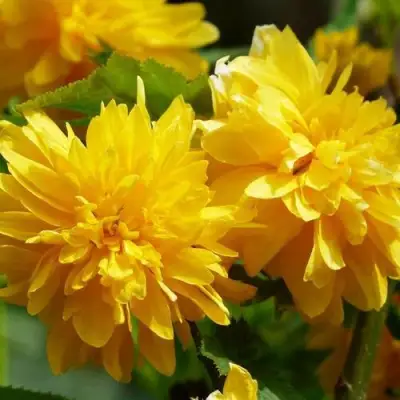 Керрия японская АУРЕОВАРИЕГАТТА в Калинковичах