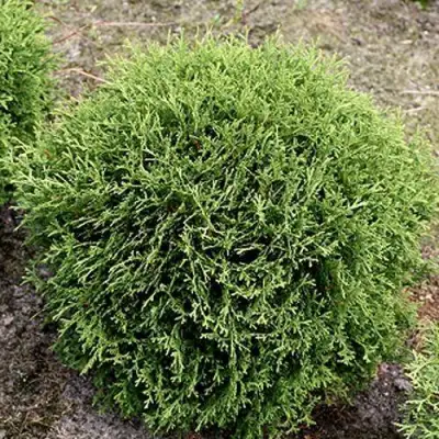 Туя ТИНИ ТИМ западная в Калинковичах