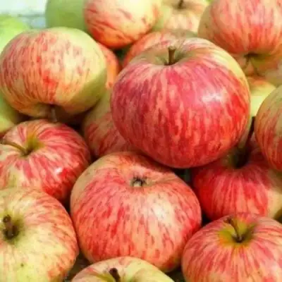 Яблоня РАНЕТКА (КОРОБОВКА) в Калинковичах