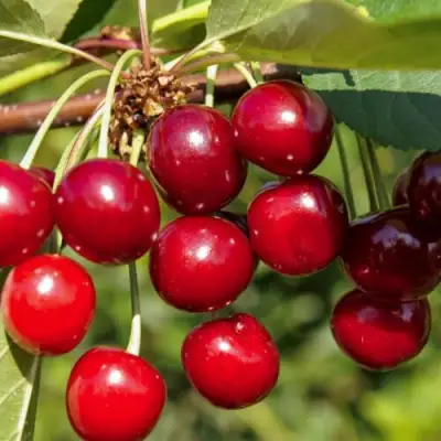 Вишня ЛЮБСКАЯ в Калинковичах