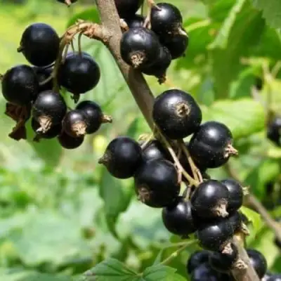 Смородина черная ВОЛОГДА в Калинковичах