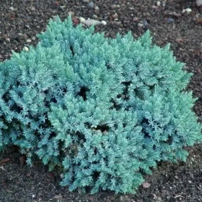 Можжевельник БЛЮ СТАР чешуйчатый в Калинковичах