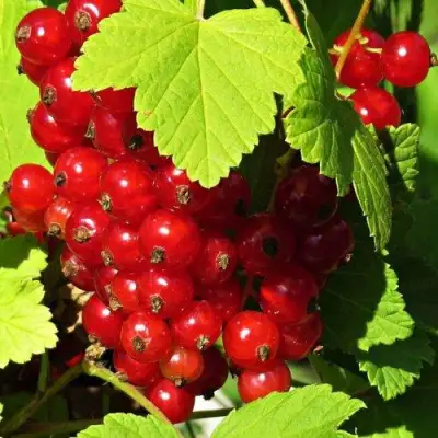 Смородина красная ГАЗЕЛЬ в Калинковичах