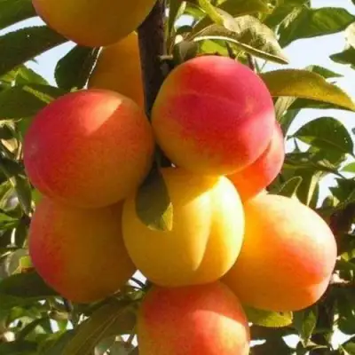 Слива ВЕТРАЗЬ-2 в Калинковичах