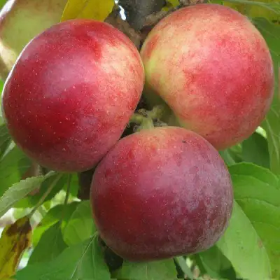 Яблоня БАЛЕРИНА ФЛАМЕНКО колонновидная  в Калинковичах