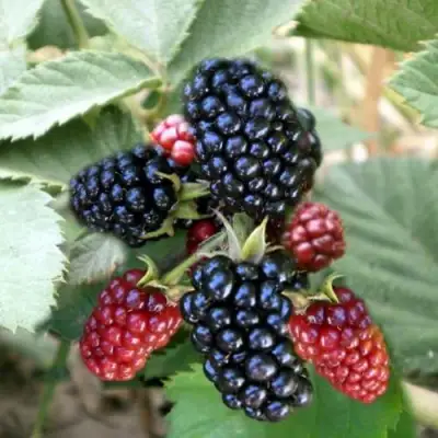 Ежевика ОРКАН бесшипная  в Калинковичах