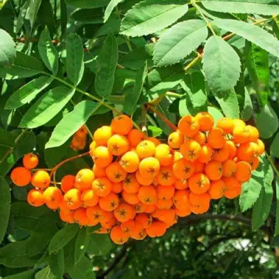 Рябина ДИРКЕНИ ЖЁЛТАЯ  сладкоплодная в Калинковичах