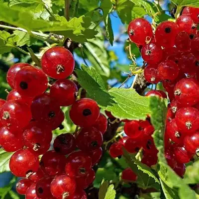 Смородина красная НЕНАГЛЯДНАЯ в Калинковичах