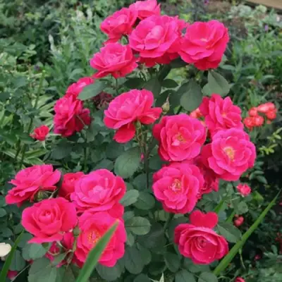 Роза ДЖОРДЖ ВАНКУВЕР флорибунда в Калинковичах