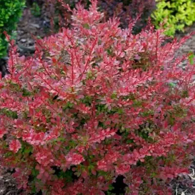 Барбарис ГОЛДЕН РИНГ тунберга в Калинковичах