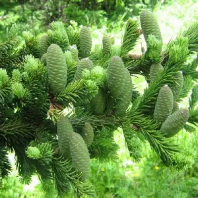 Пихта белая в Калинковичах