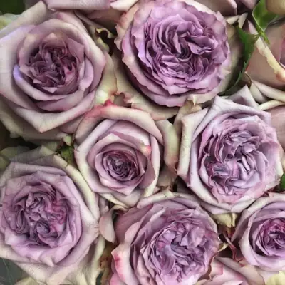 Роза ДОЛЬЧЕТТО чайно-гибридная в Калинковичах