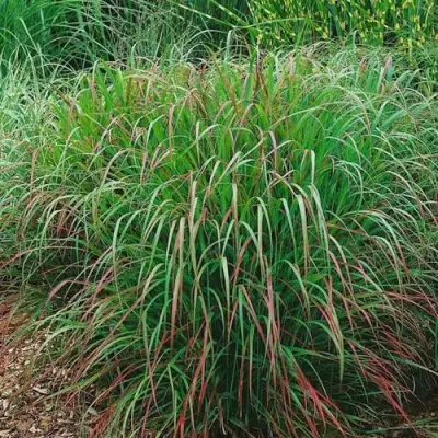 Просо РЕБРАУН прутьевидное в Калинковичах