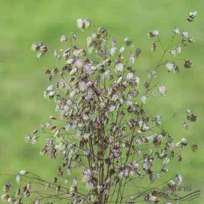 Трясунка средняя в Калинковичах