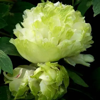 Пион ЗЕЛЕНЫЙ ШАР древовидный в Калинковичах