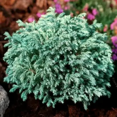 Кипарисовик БЕБИ БЛЮ горохоплодный в Калинковичах