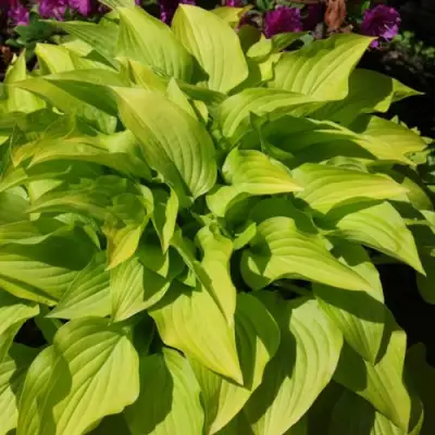 Хоста ХИДОН САНСЕТ в Калинковичах