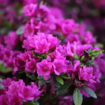 Азалия ГЕЙША ПЕРПЛ японская в Калинковичах