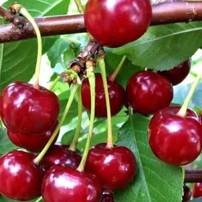 Дюк ШПАНКА ДОНЕЦКАЯ в Калинковичах