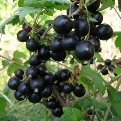 Смородина чёрная ШАРОВИДНАЯ в Калинковичах