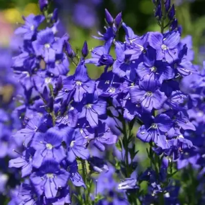 Вероника австрийская в Калинковичах