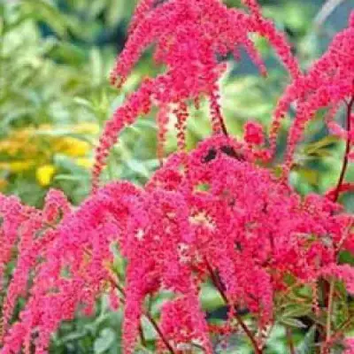 Астильба РЕД ЧАРМ Арендса в Калинковичах